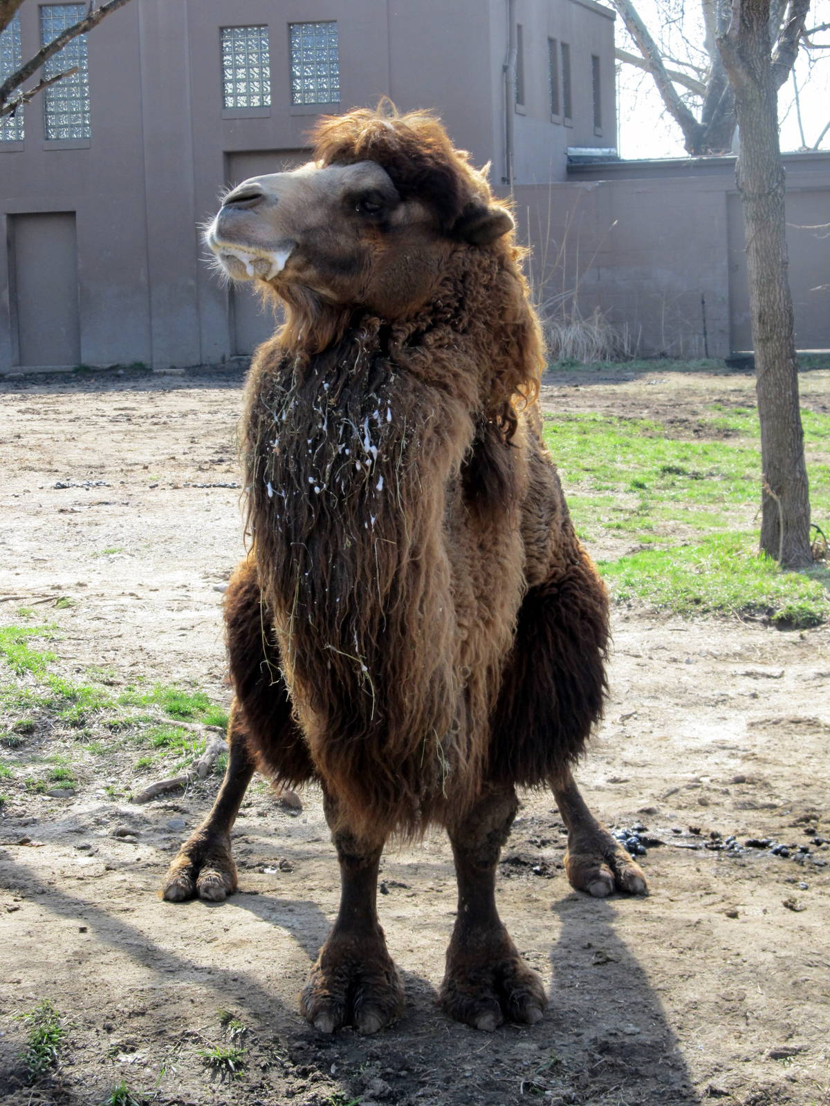 Bactrian Camel