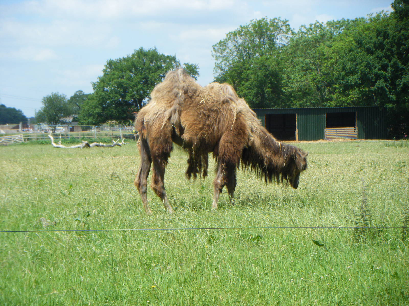 Bactrian camel