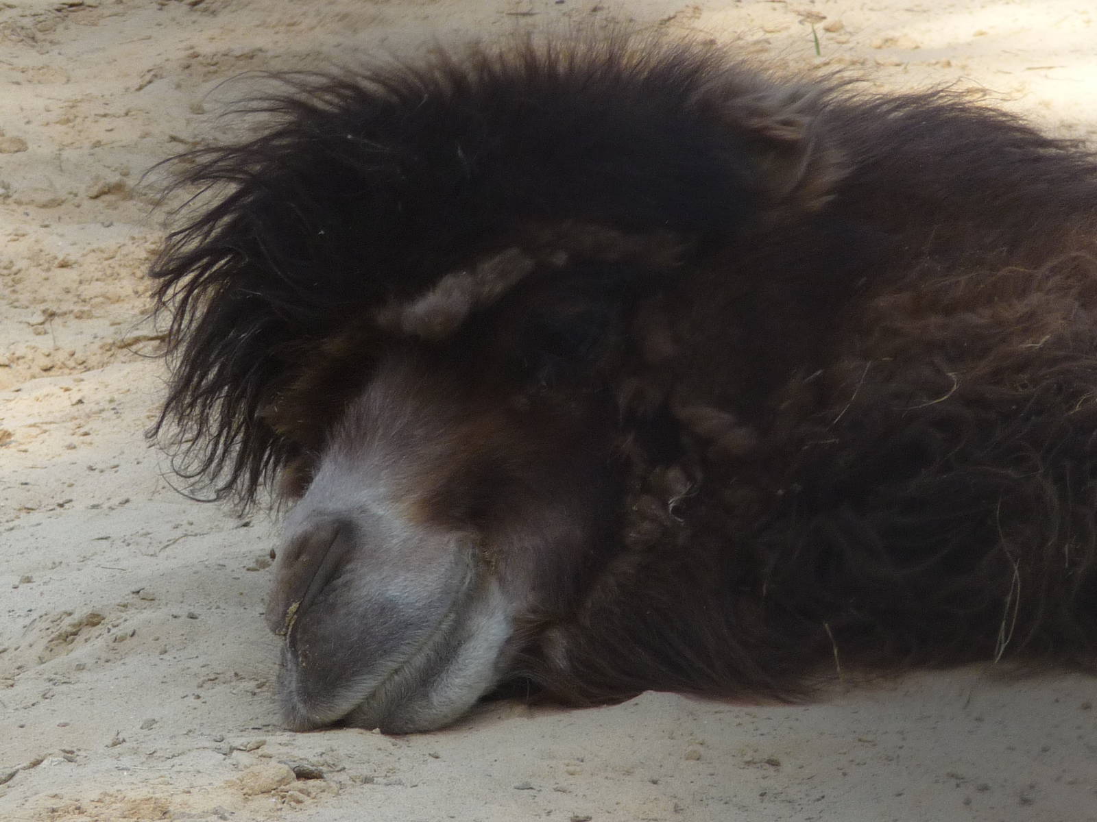Bactrian camel