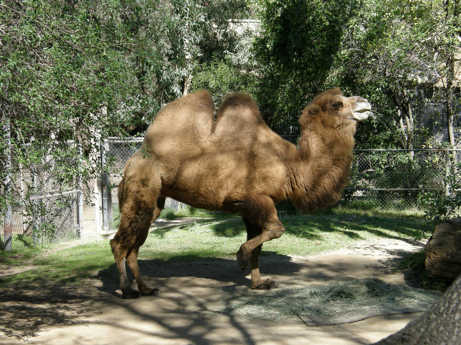 bactrian camel