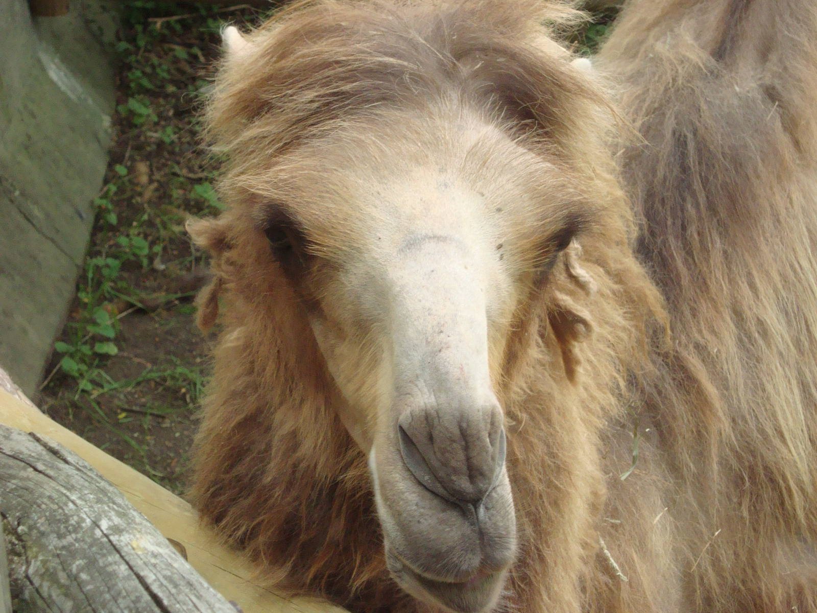 Bactrian Camel