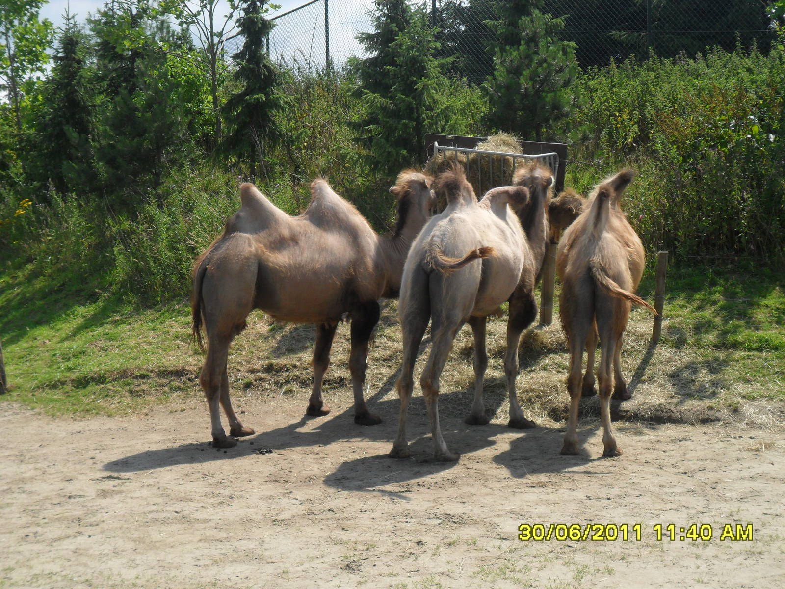 Bactrian camel