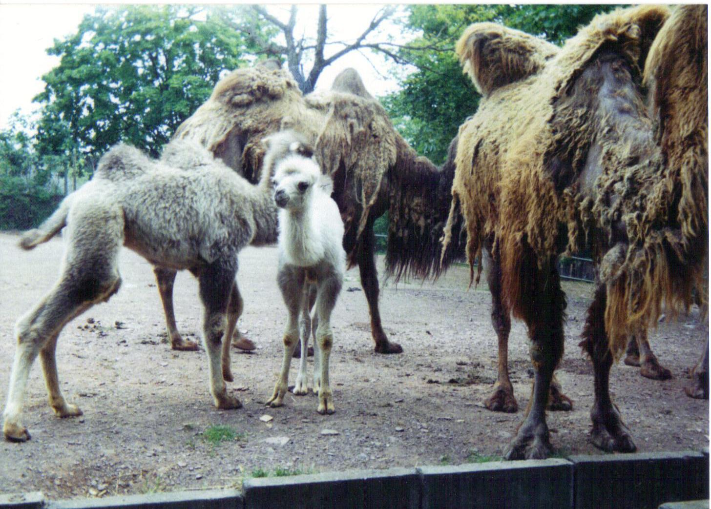 Bactrian Camel