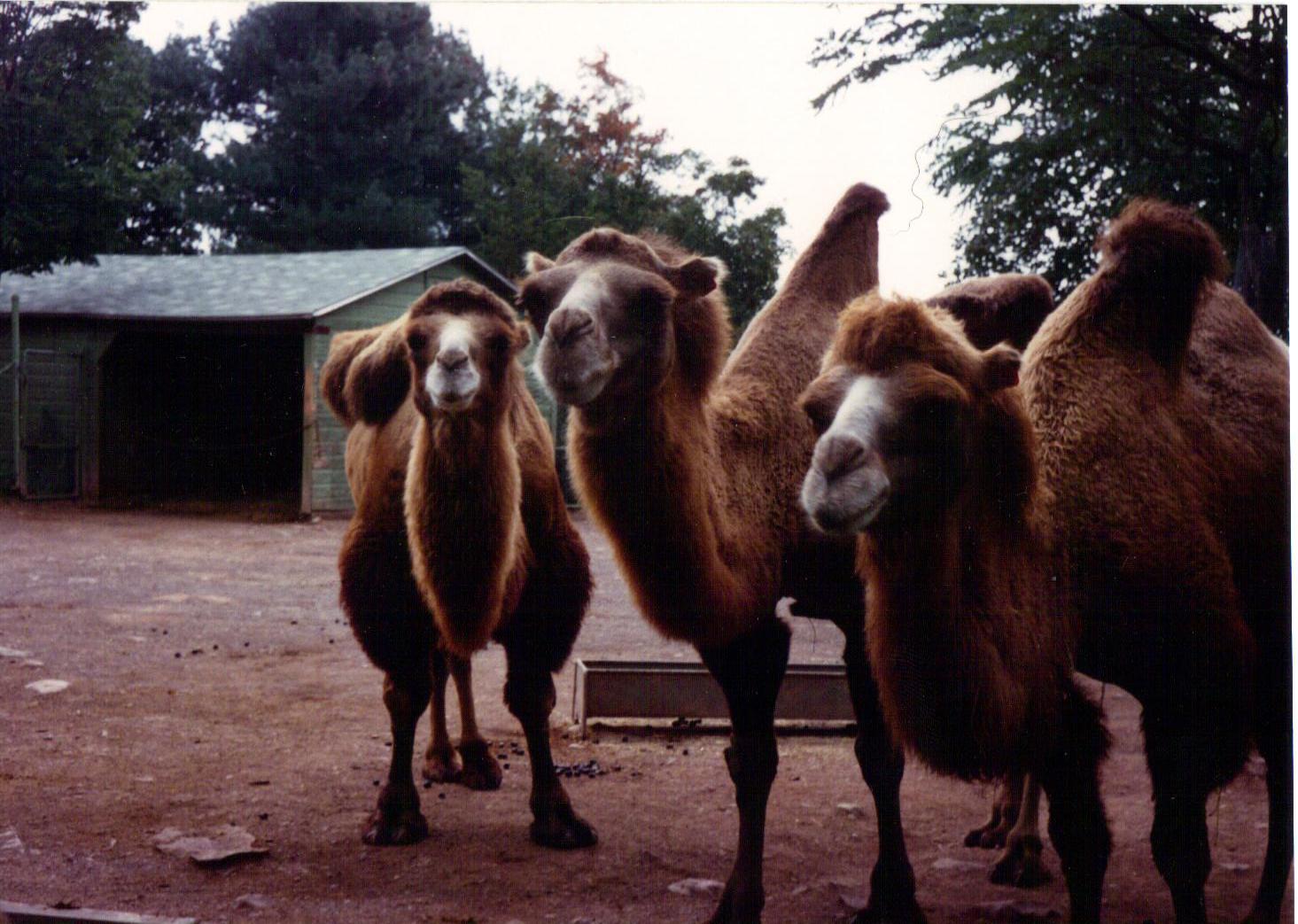 Bactrian Camel