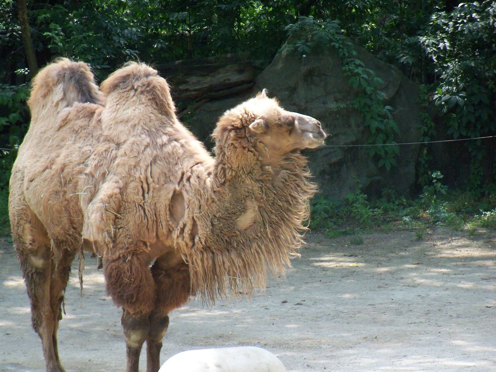 Bactrian Camel