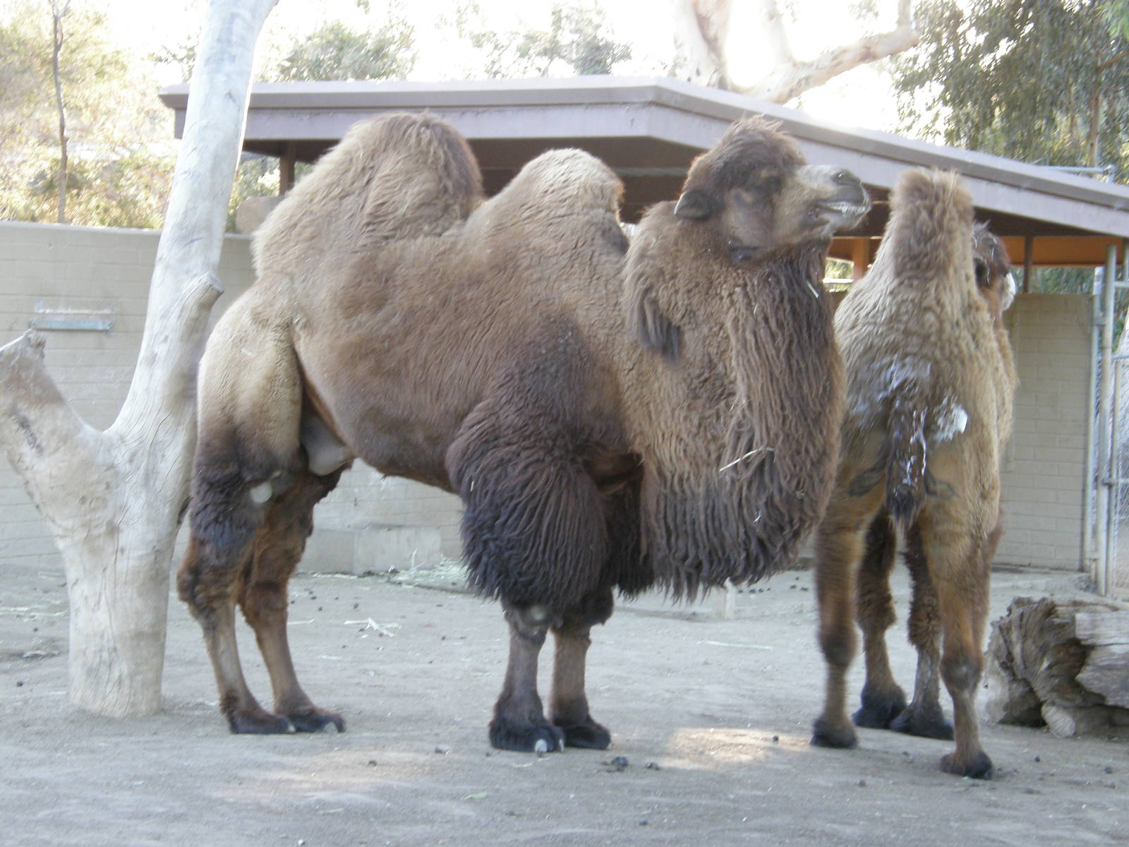 bactrian camel