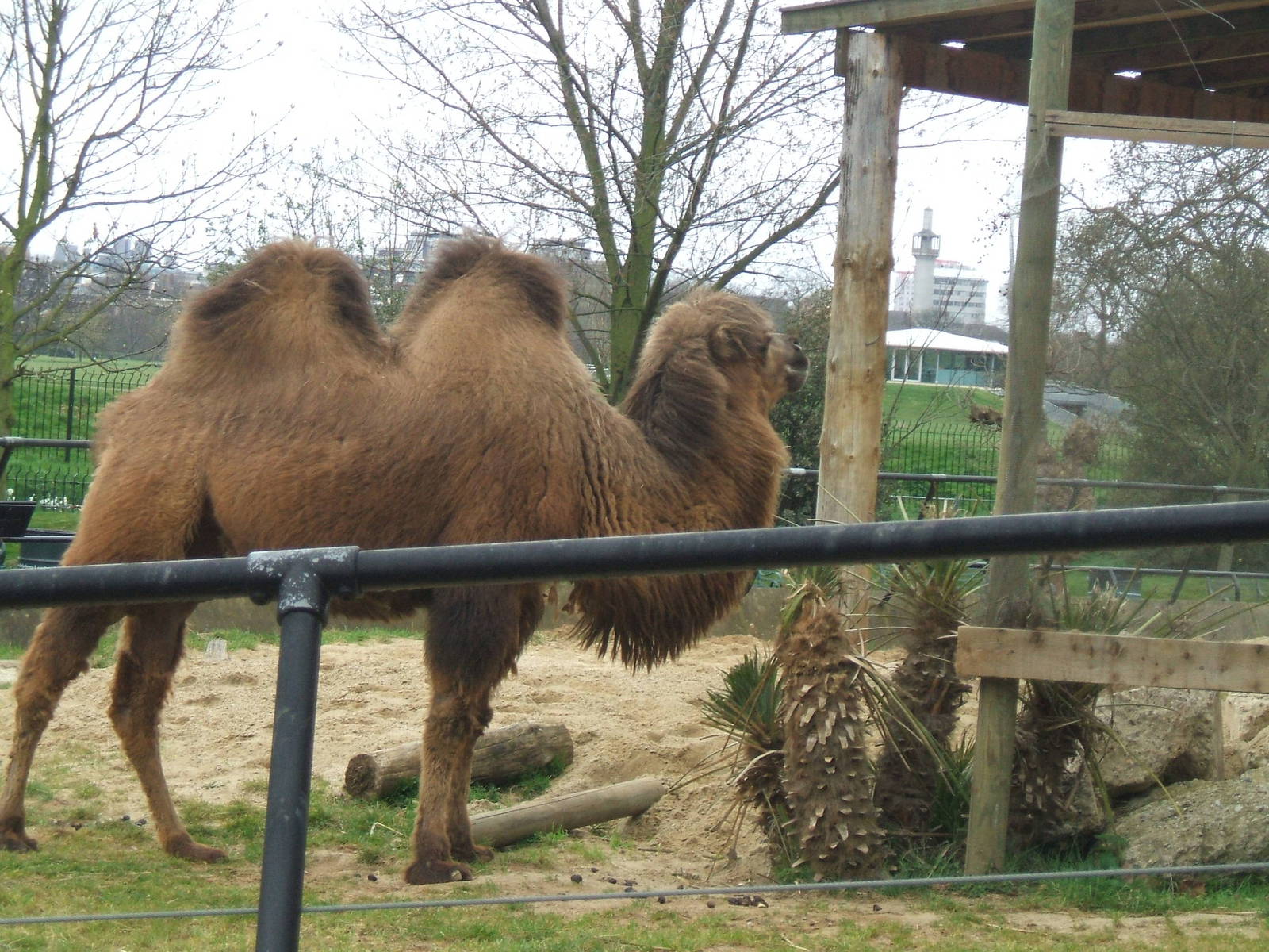 Bactrian Camel