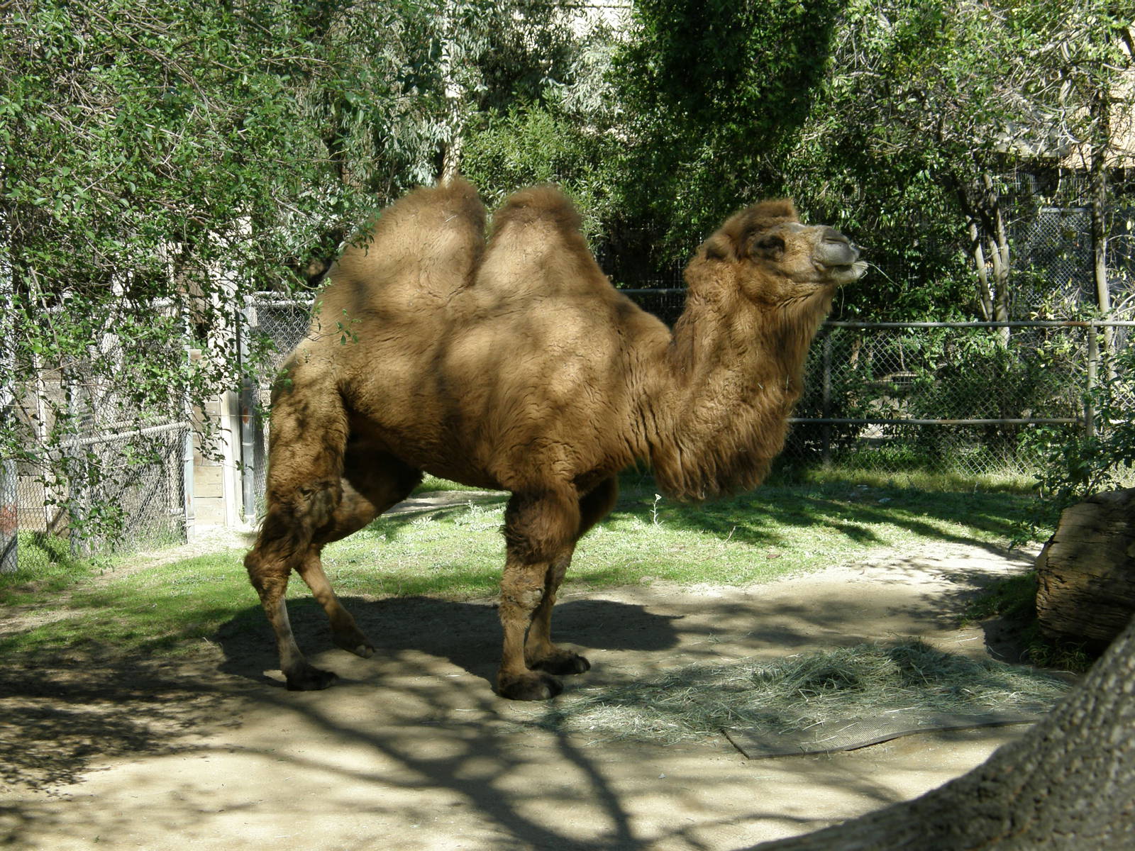 bactrian camel