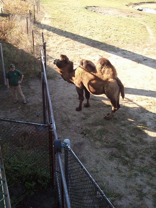 Bactrian camel