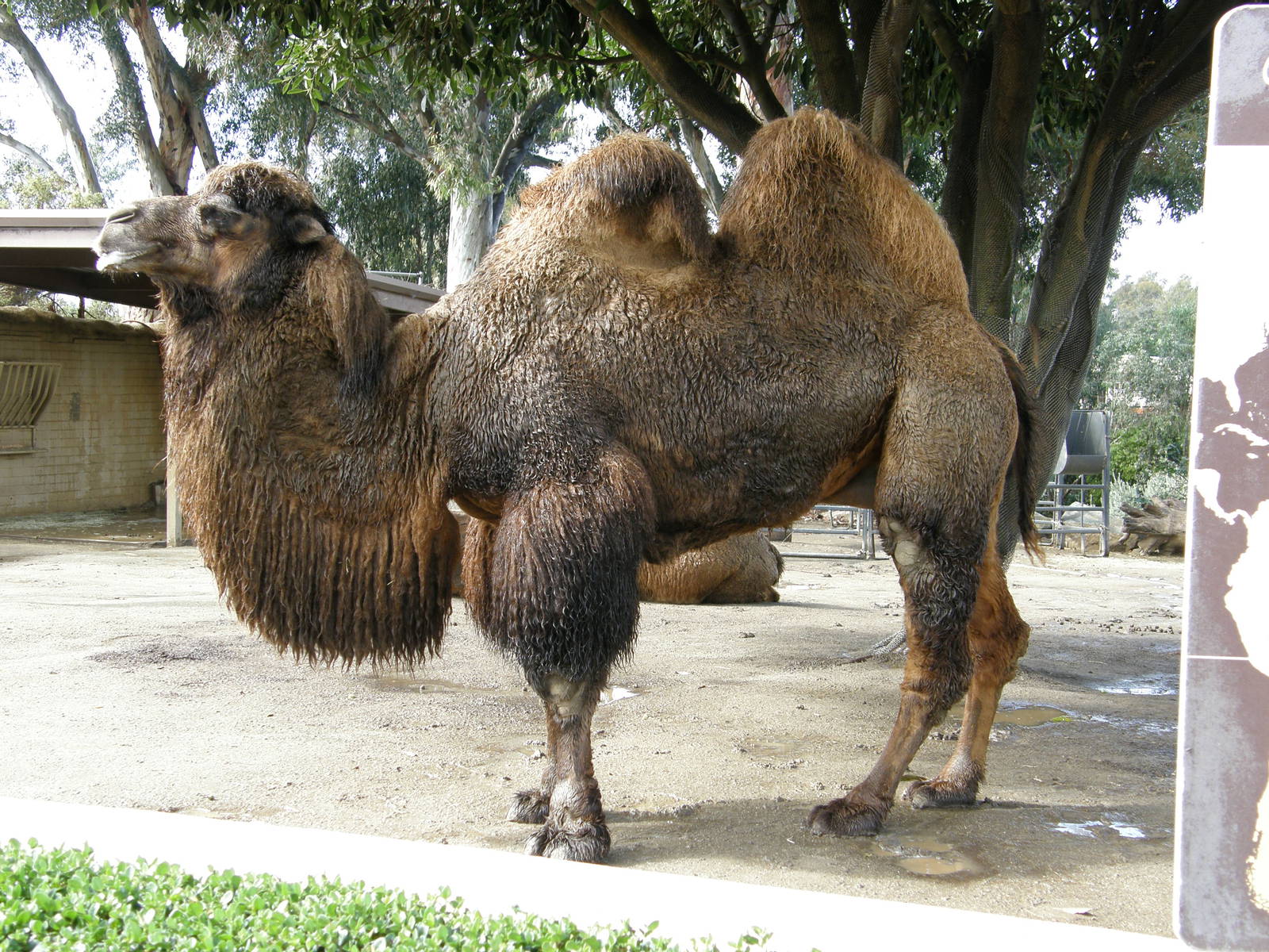 bactrian camel