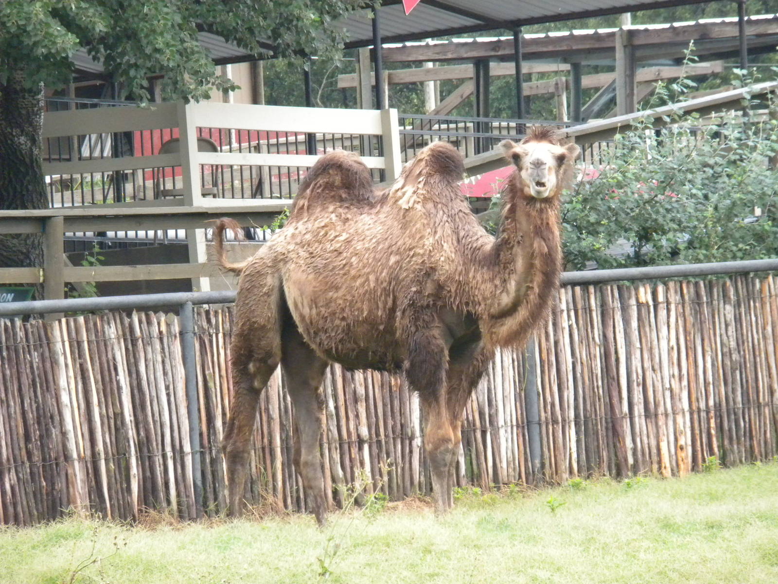 Bactrian Camel