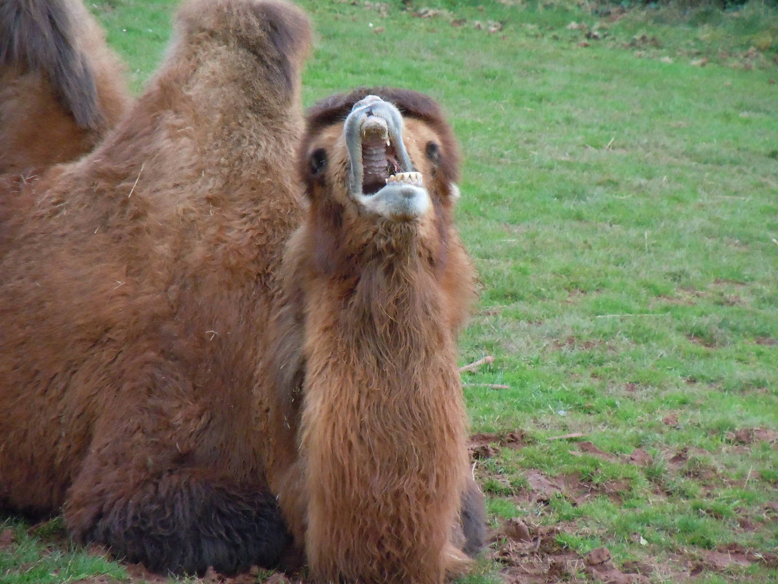 Bactrian camel