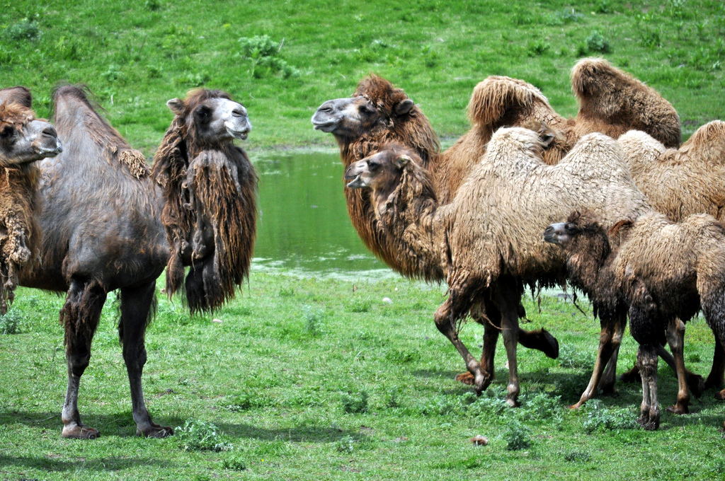 Bactrian Camel