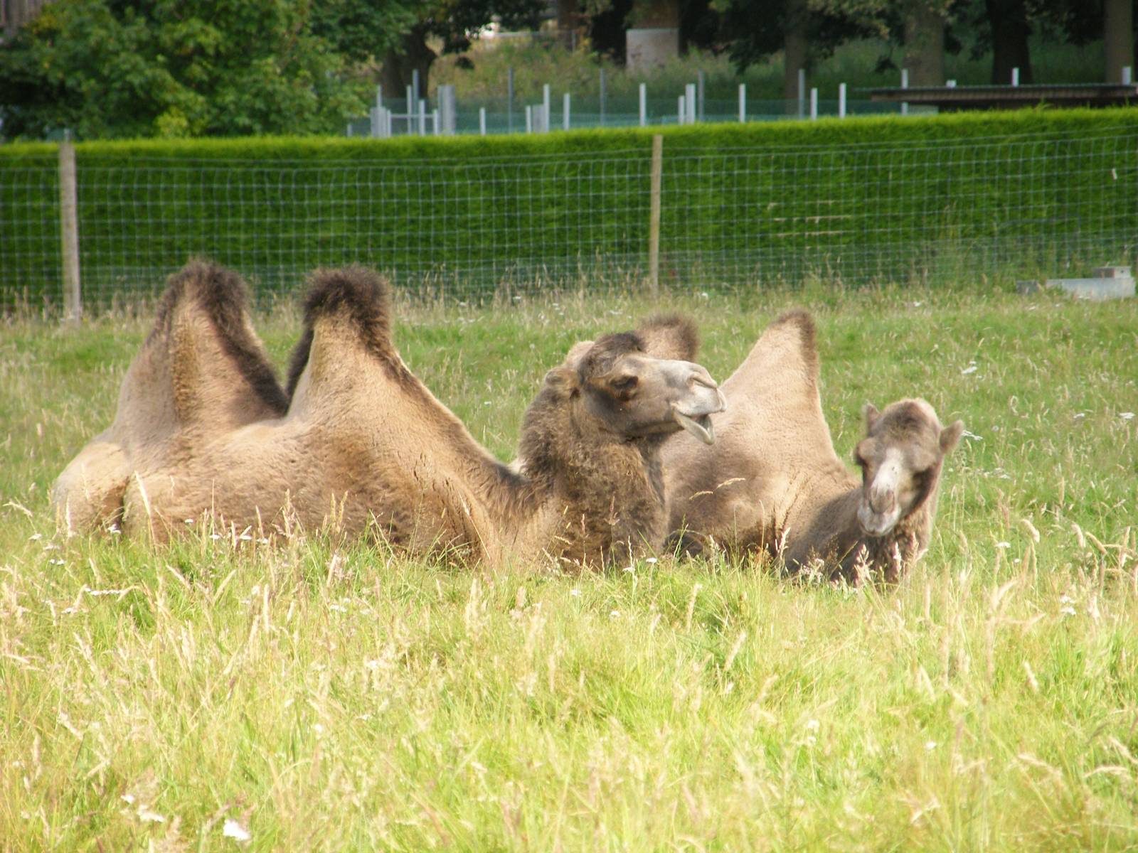 Bactrian Camel