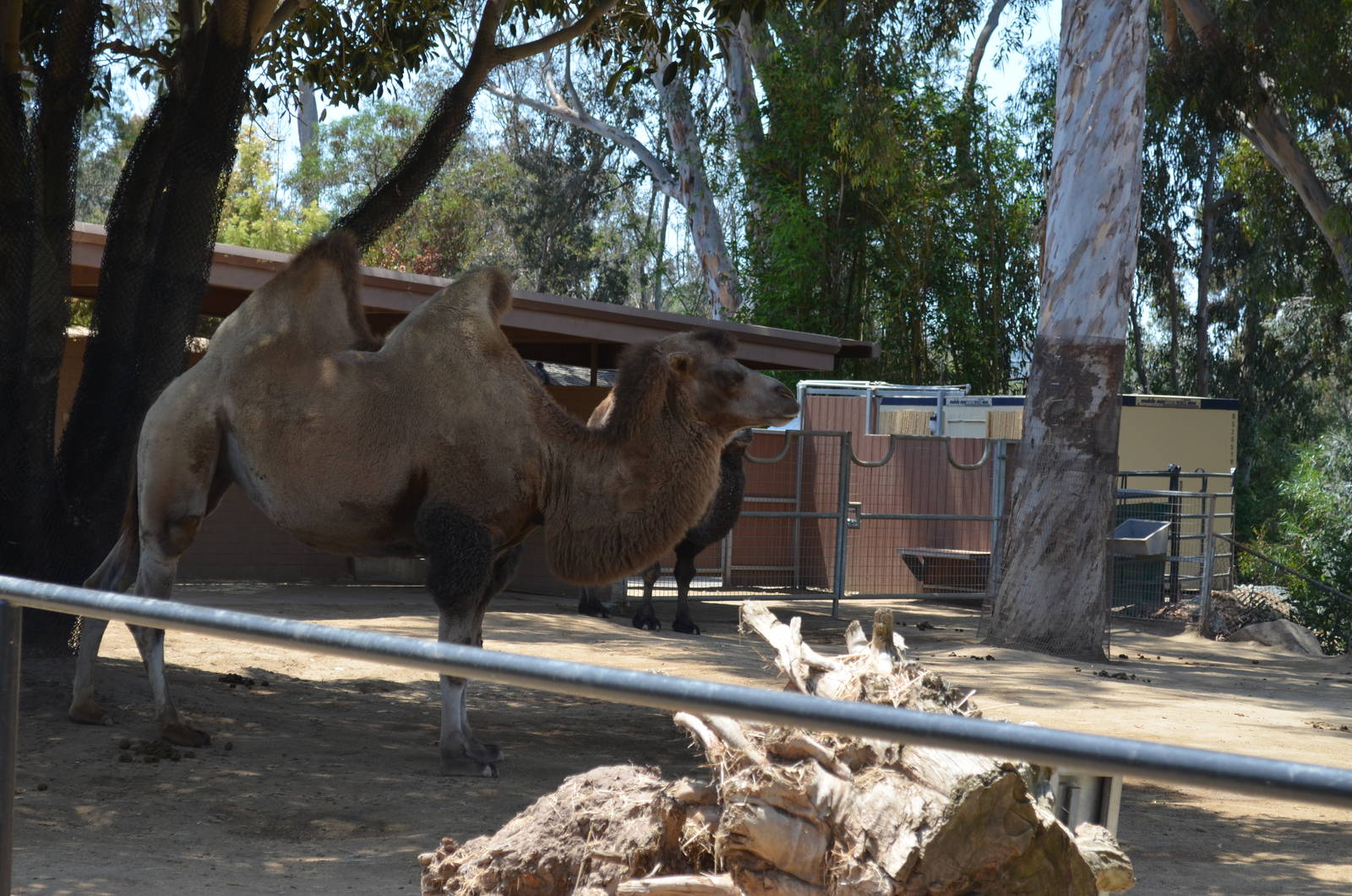 Bactrian Camel