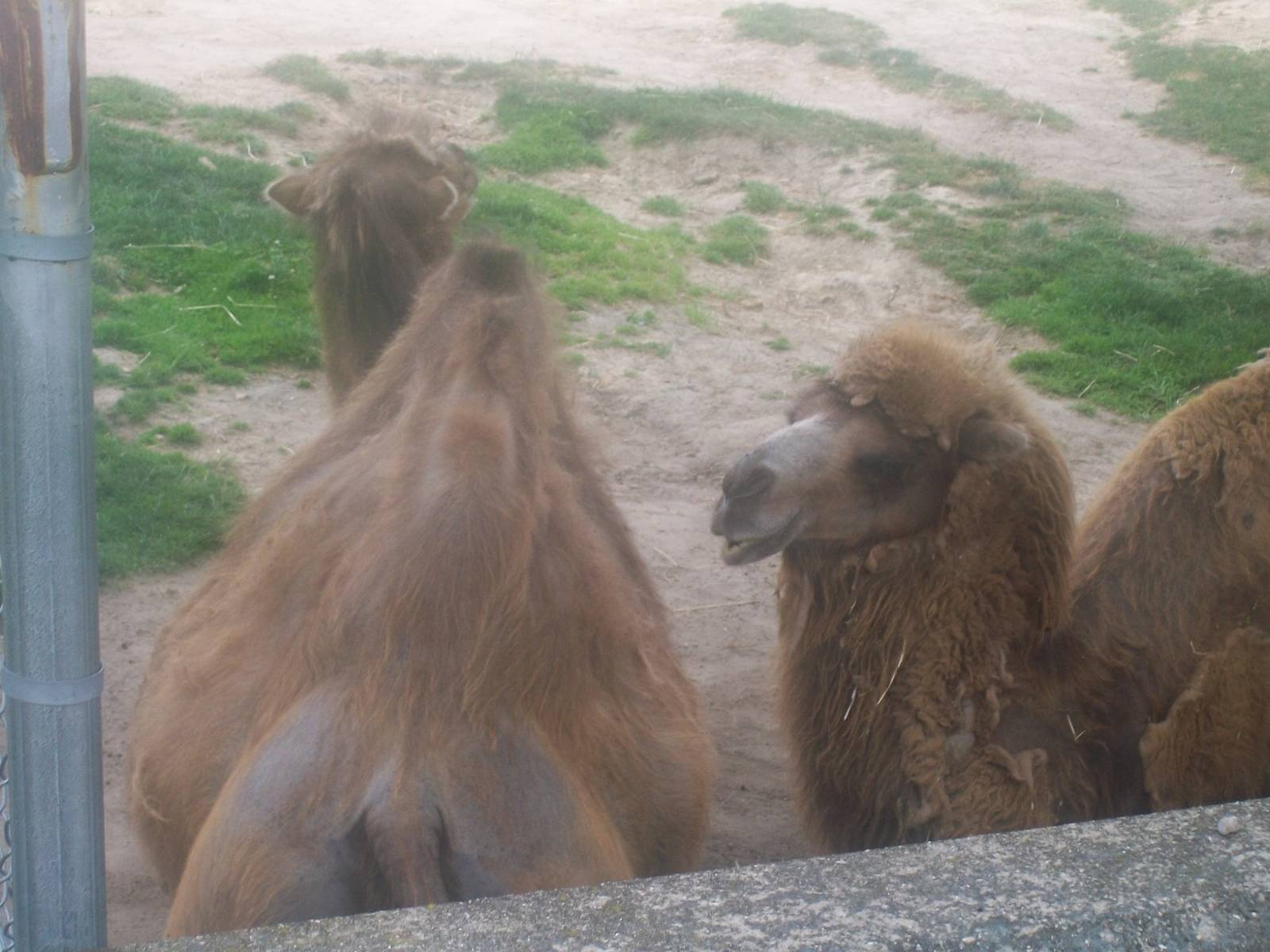 Bactrian Camel