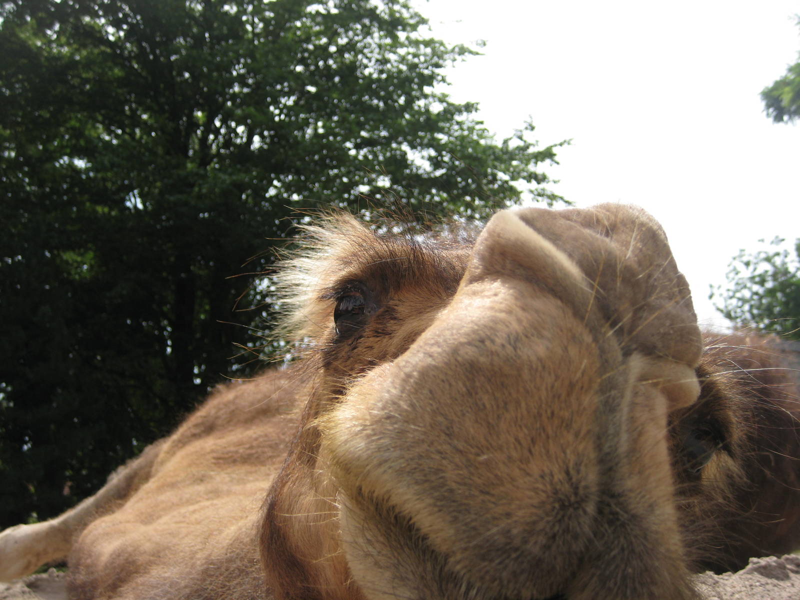 Bactrian Camel