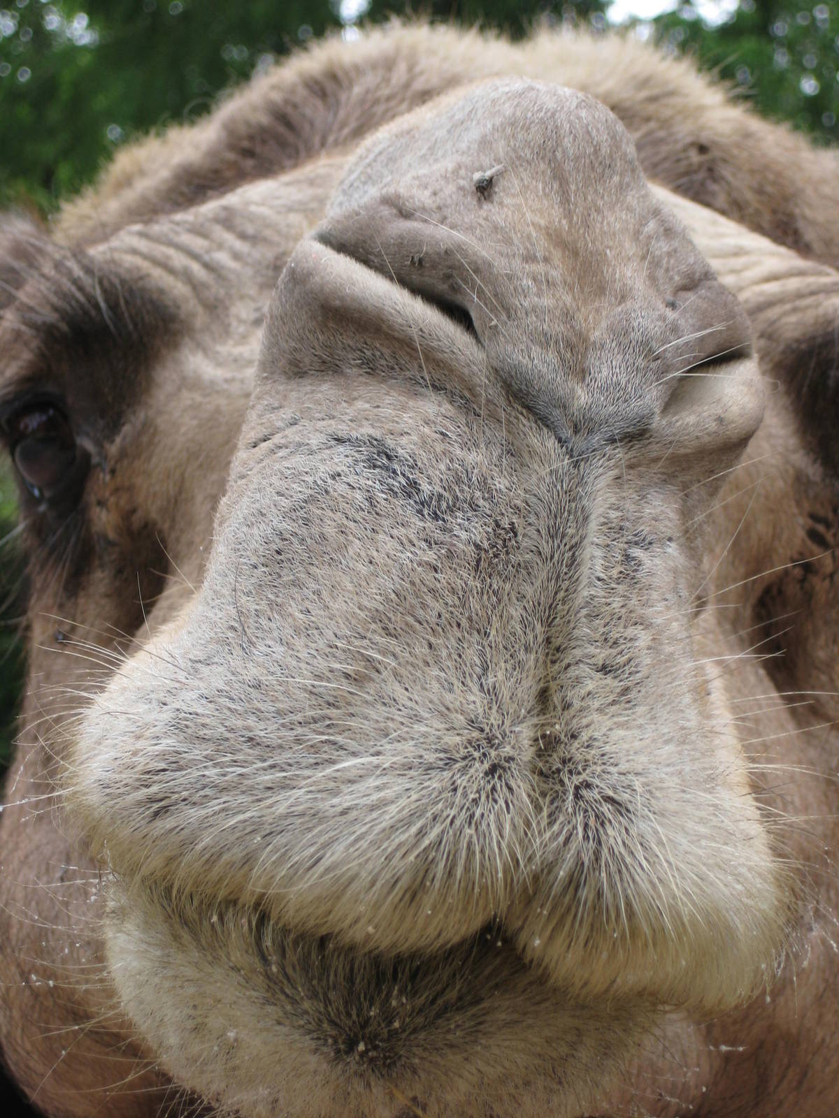 Bactrian camel