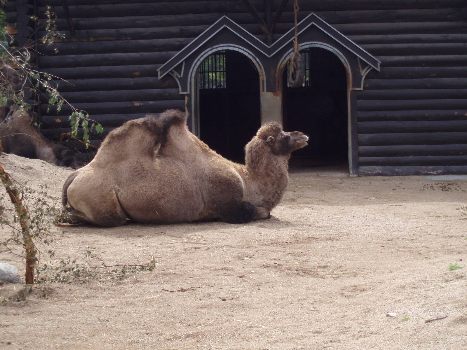 Bactrian camel