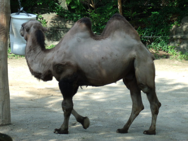 Bactrian Camel