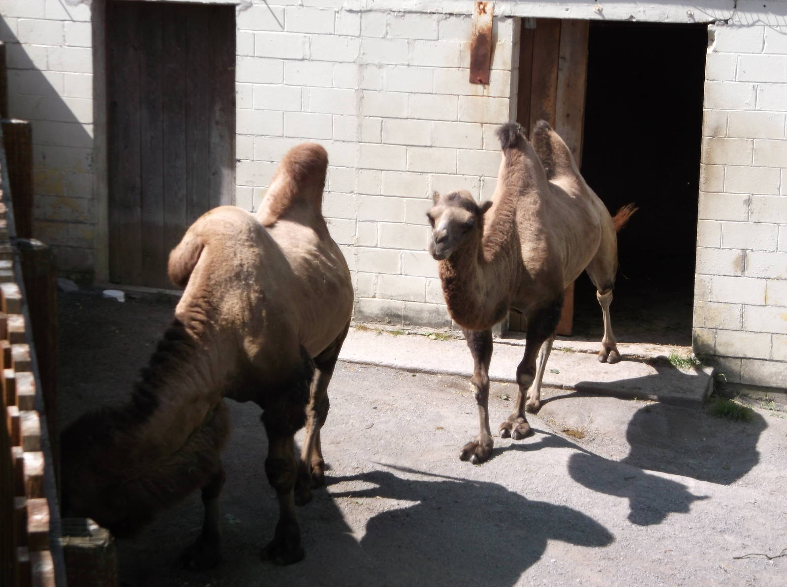 Bactrian camel