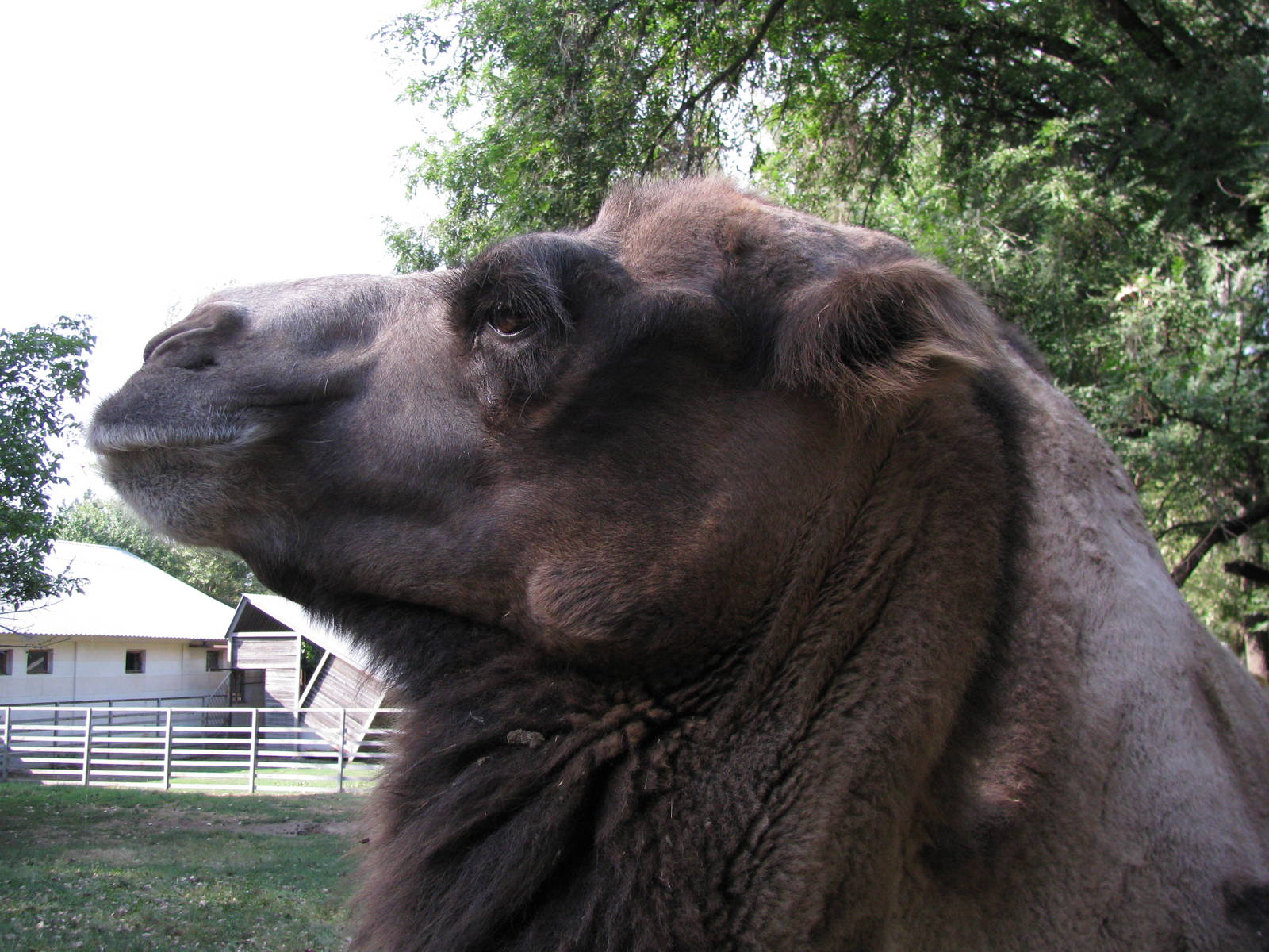 Bactrian camel