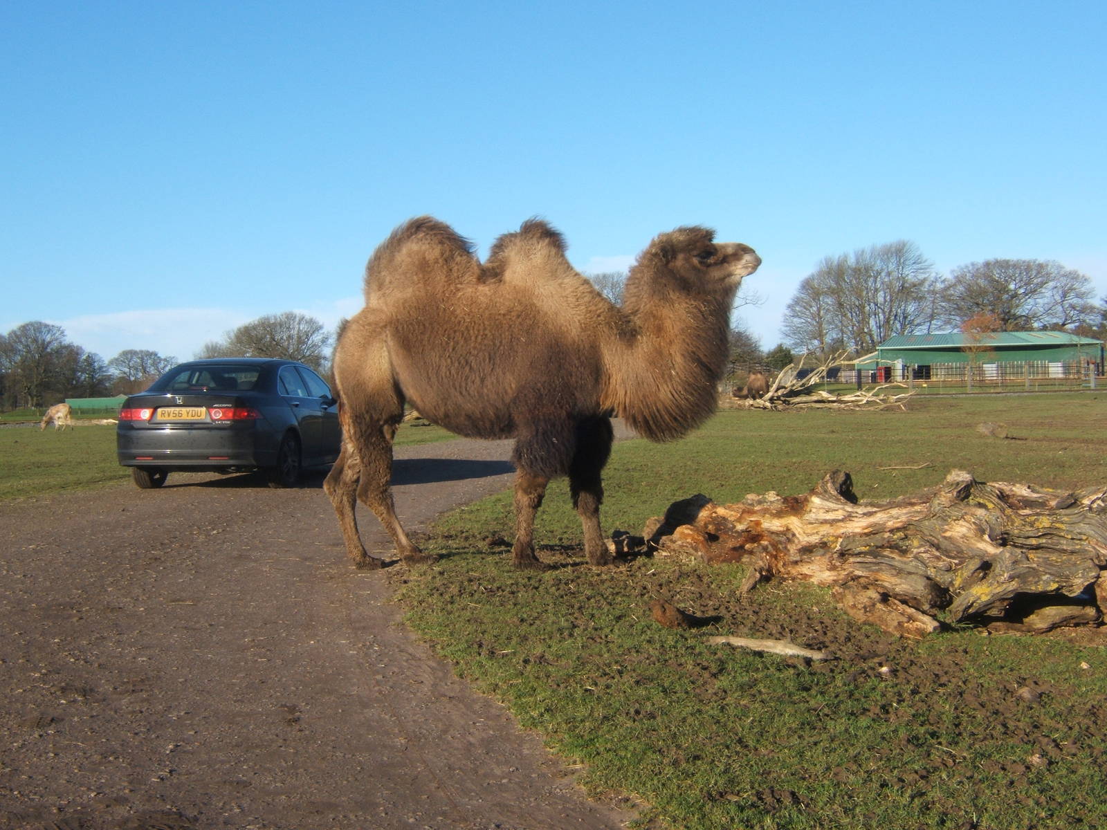 Bactrian Camel