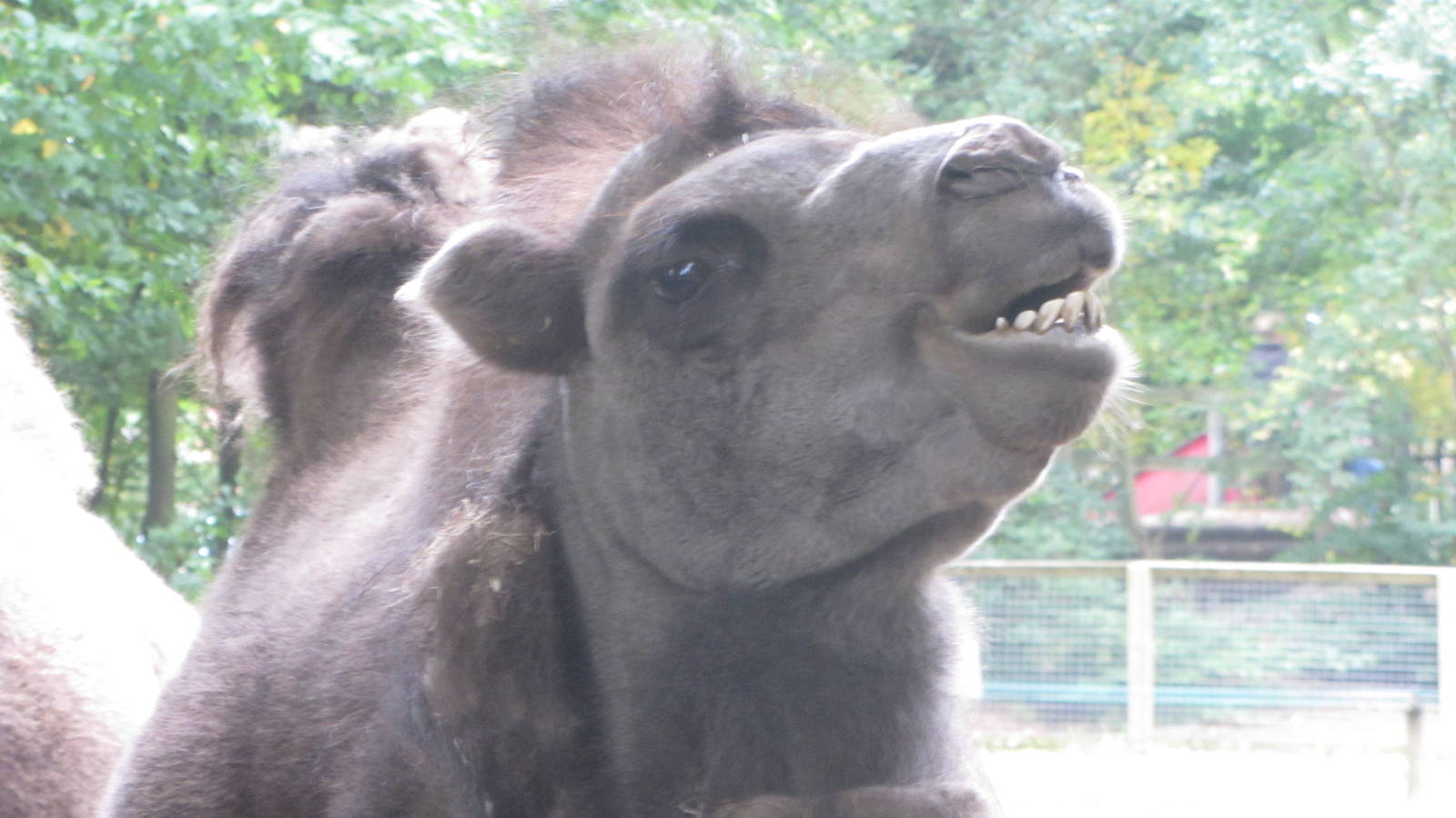 Bactrian Camel