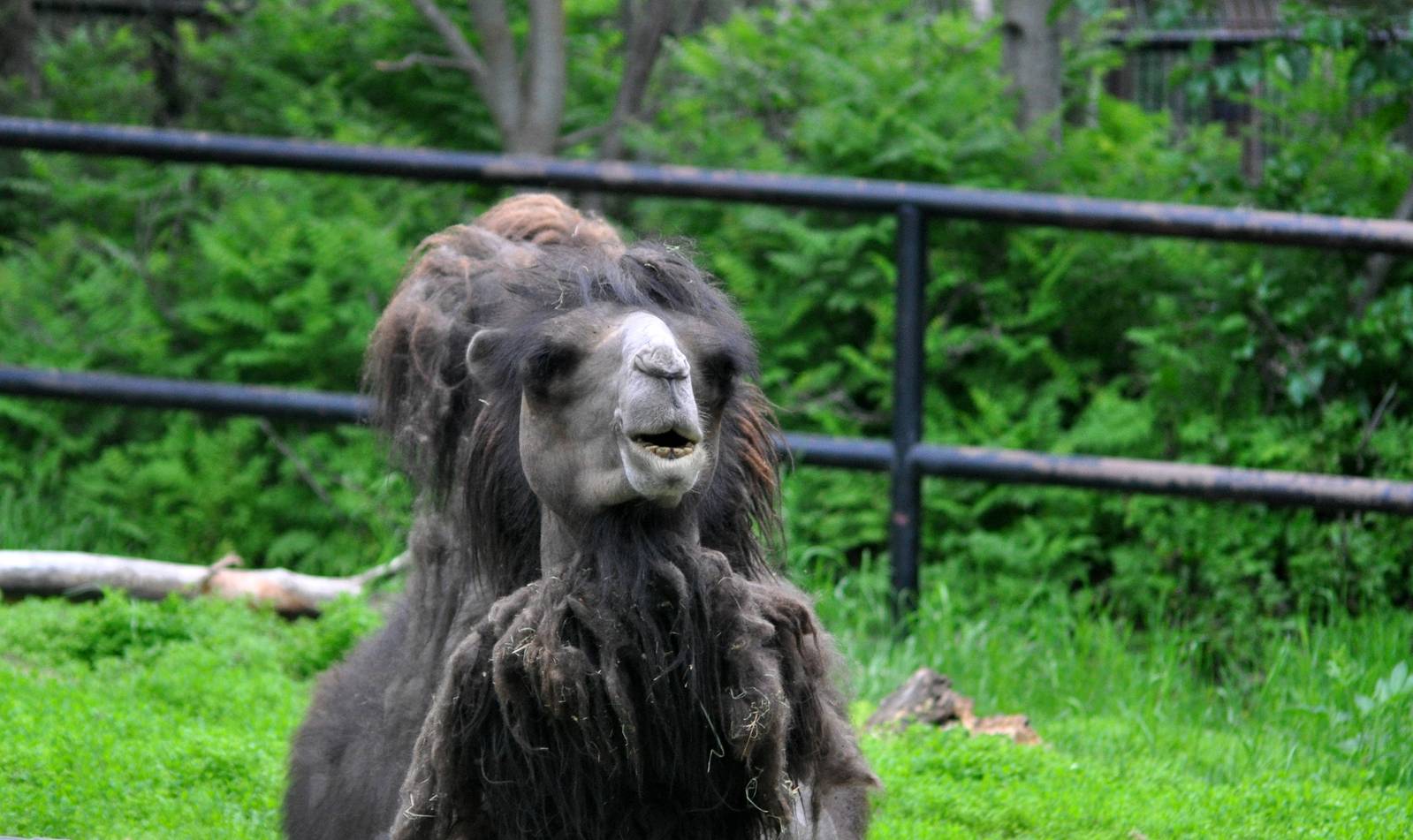 Bactrian Camel