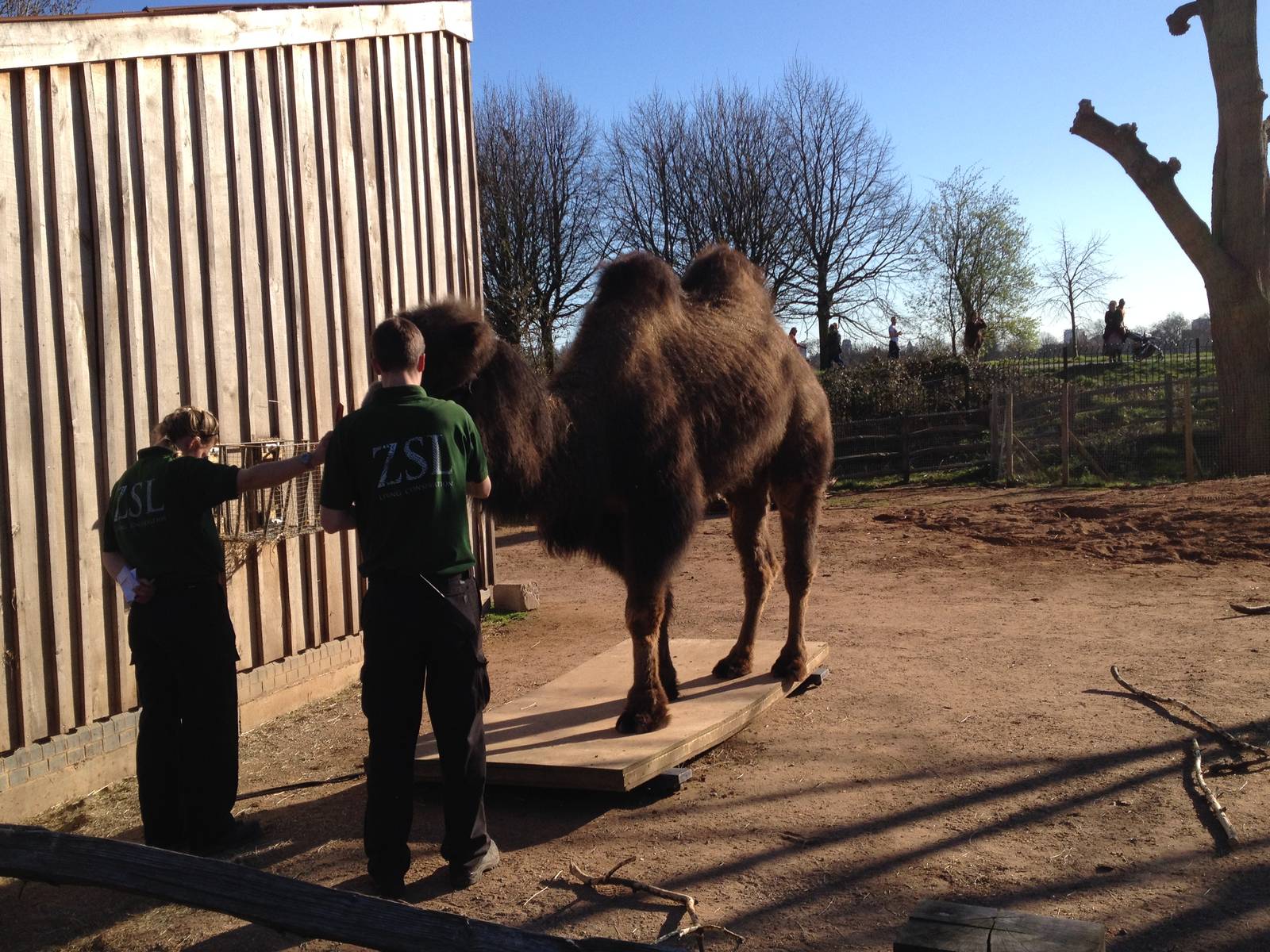 Bactrian camel