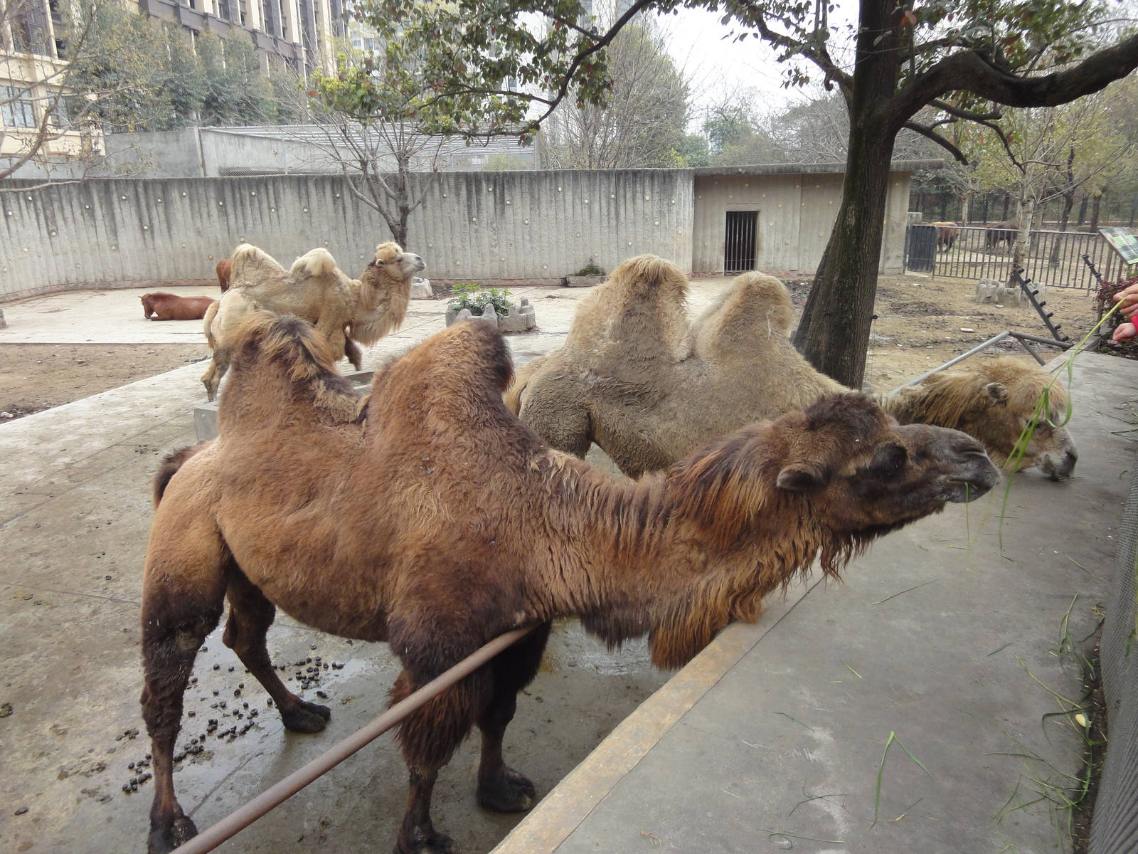 Bactrian Camel