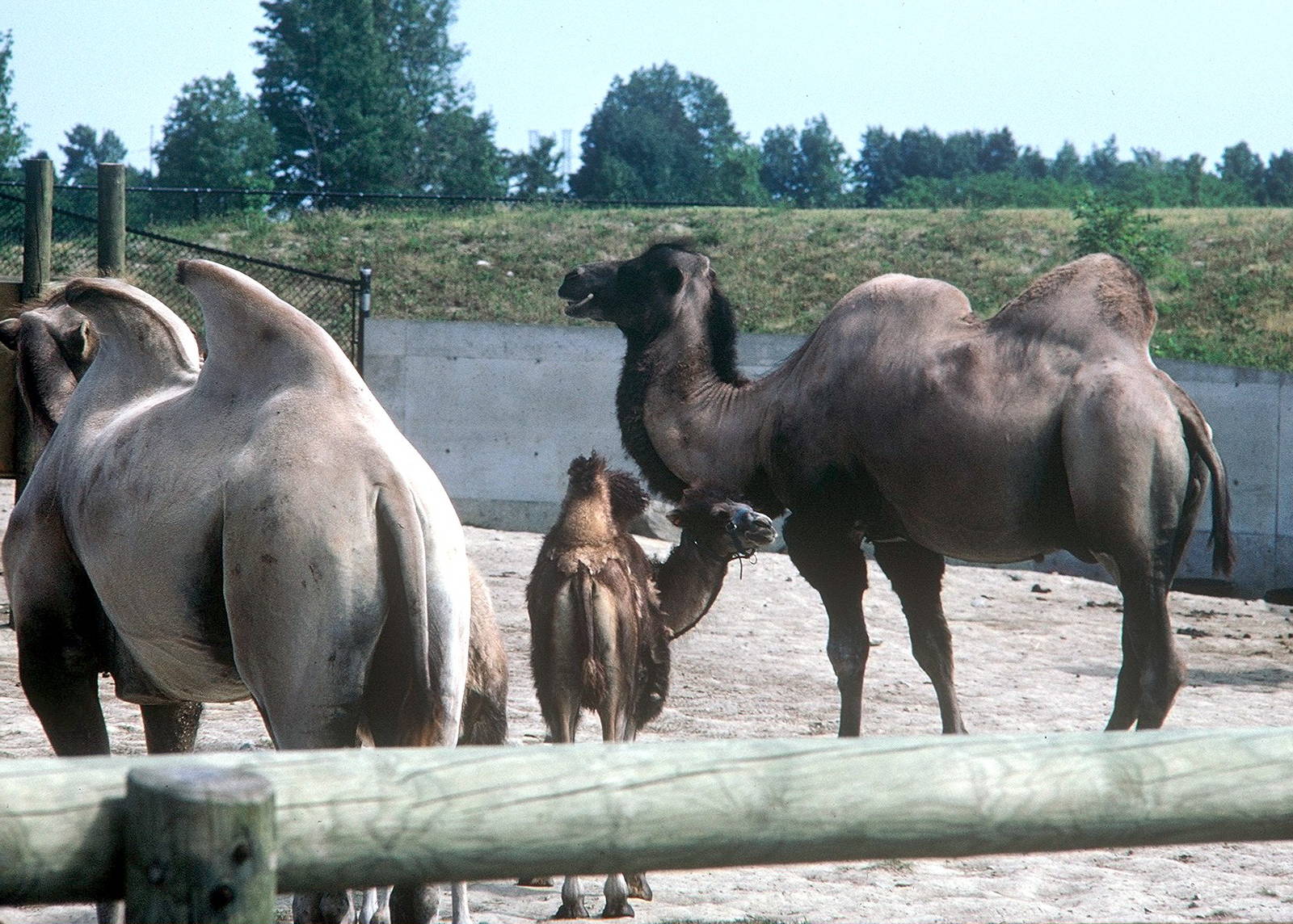 Bactrian Camel