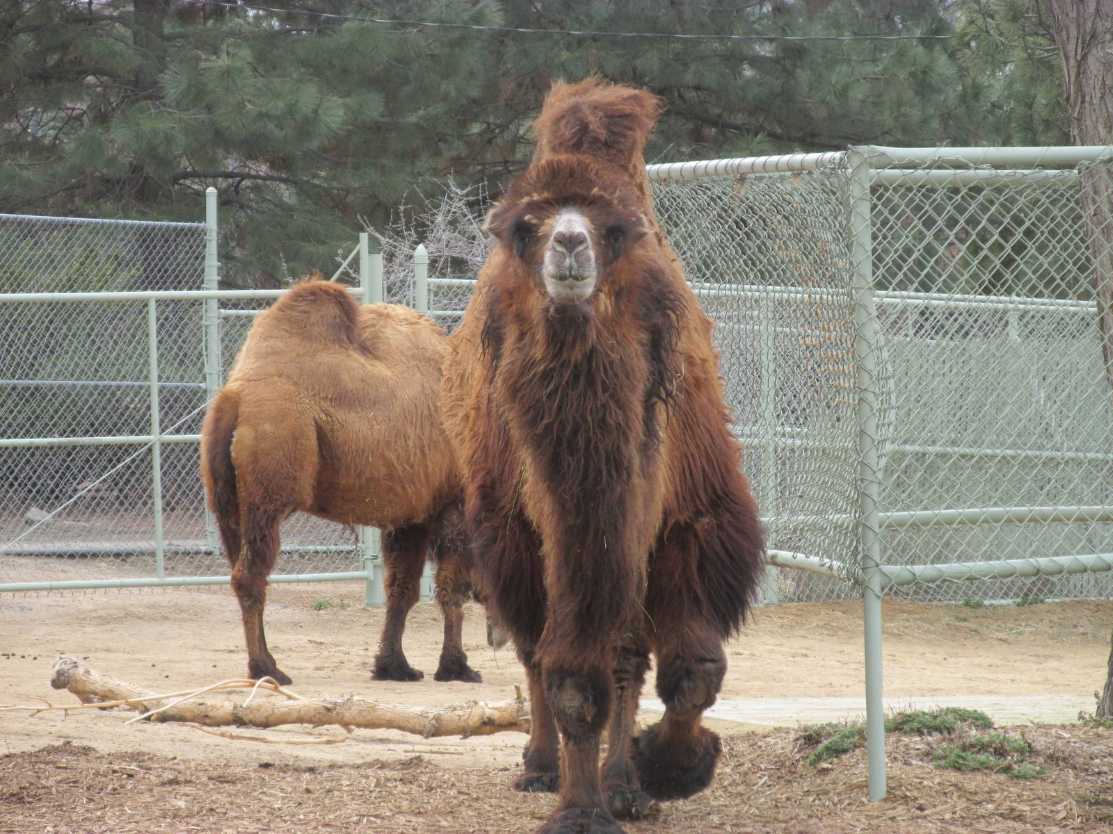 Bactrian Camel