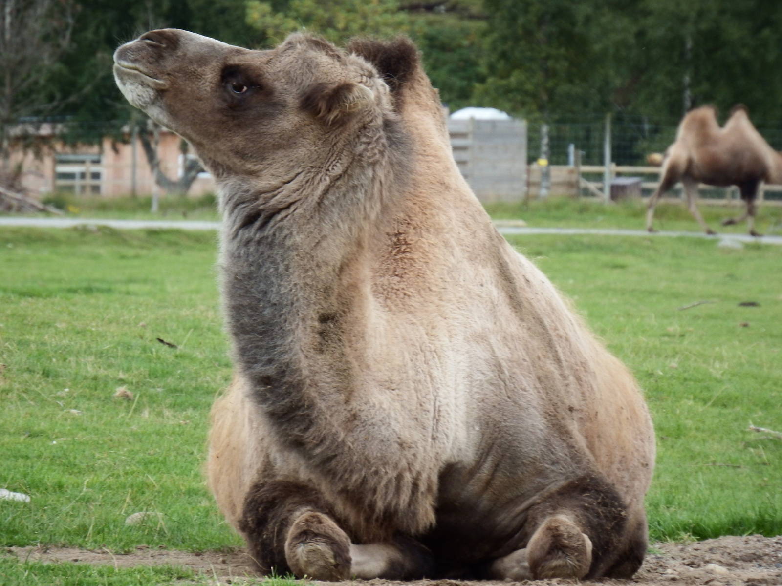 Bactrian Camel