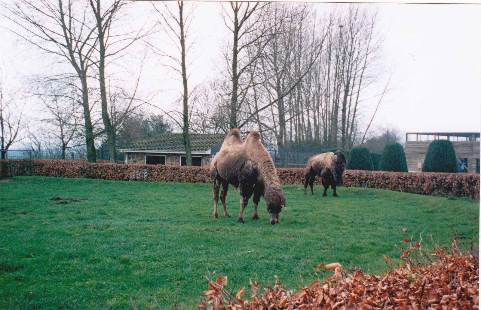Bactrian camel.