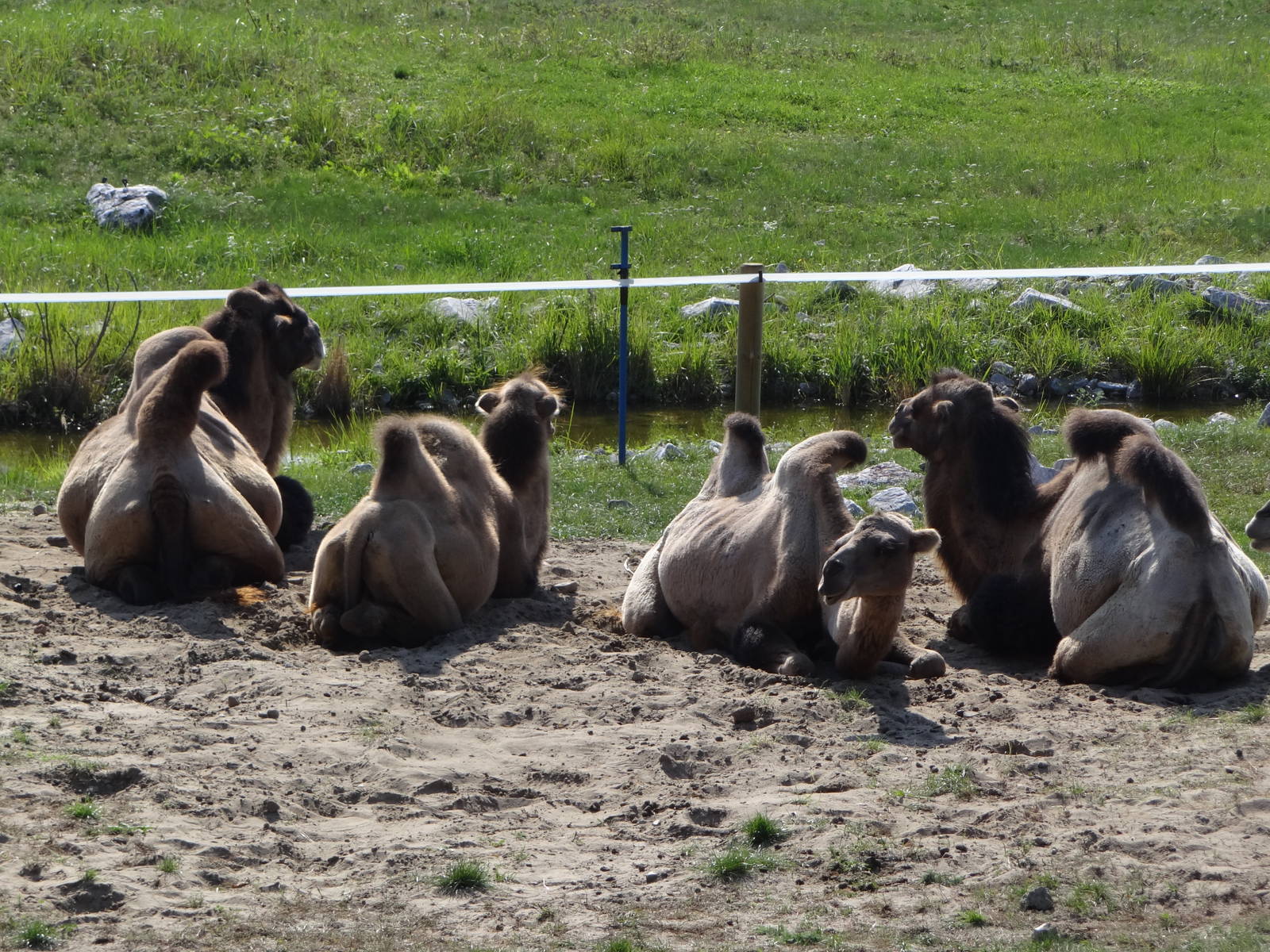 Bactrian Camel