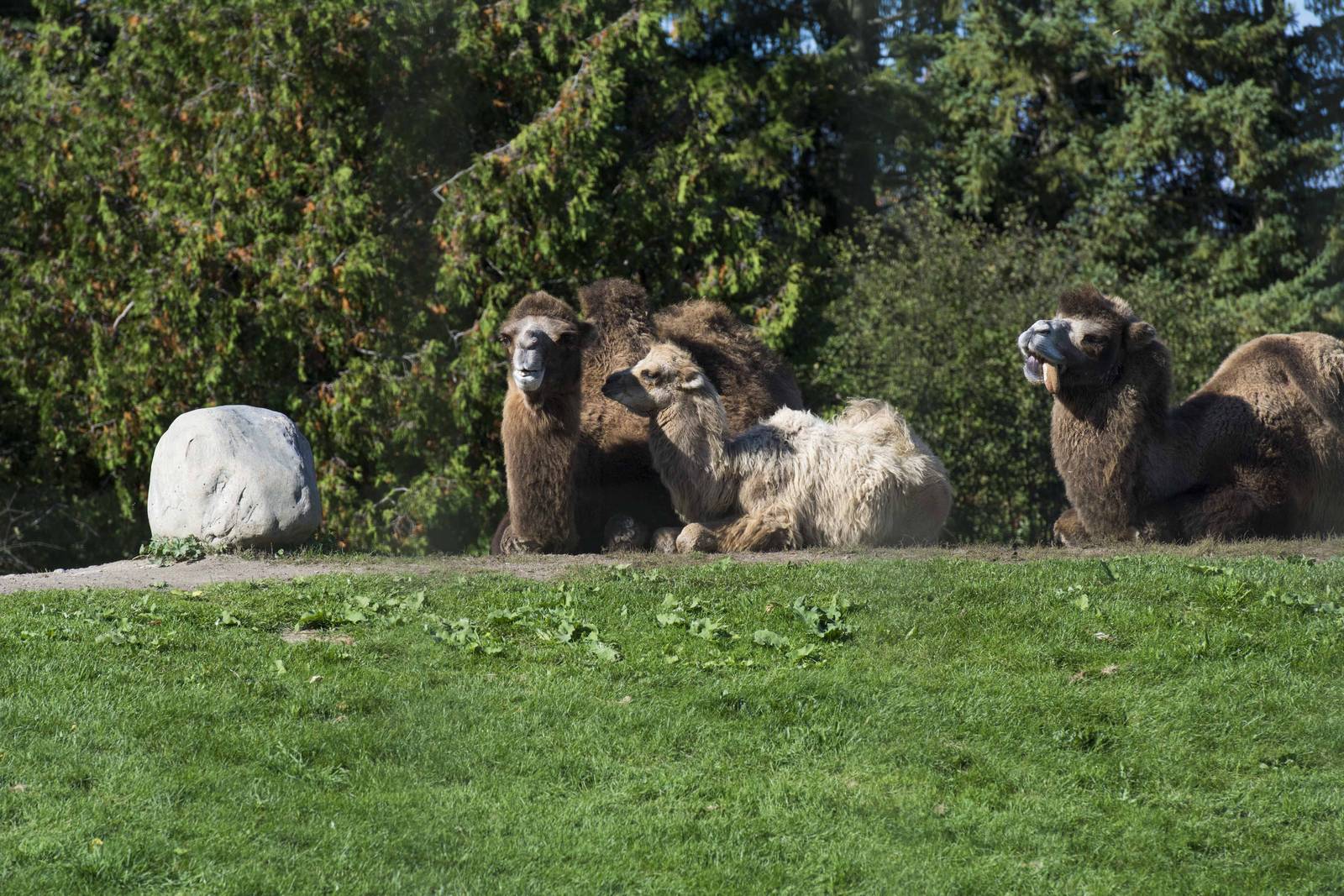 Bactrian Camel