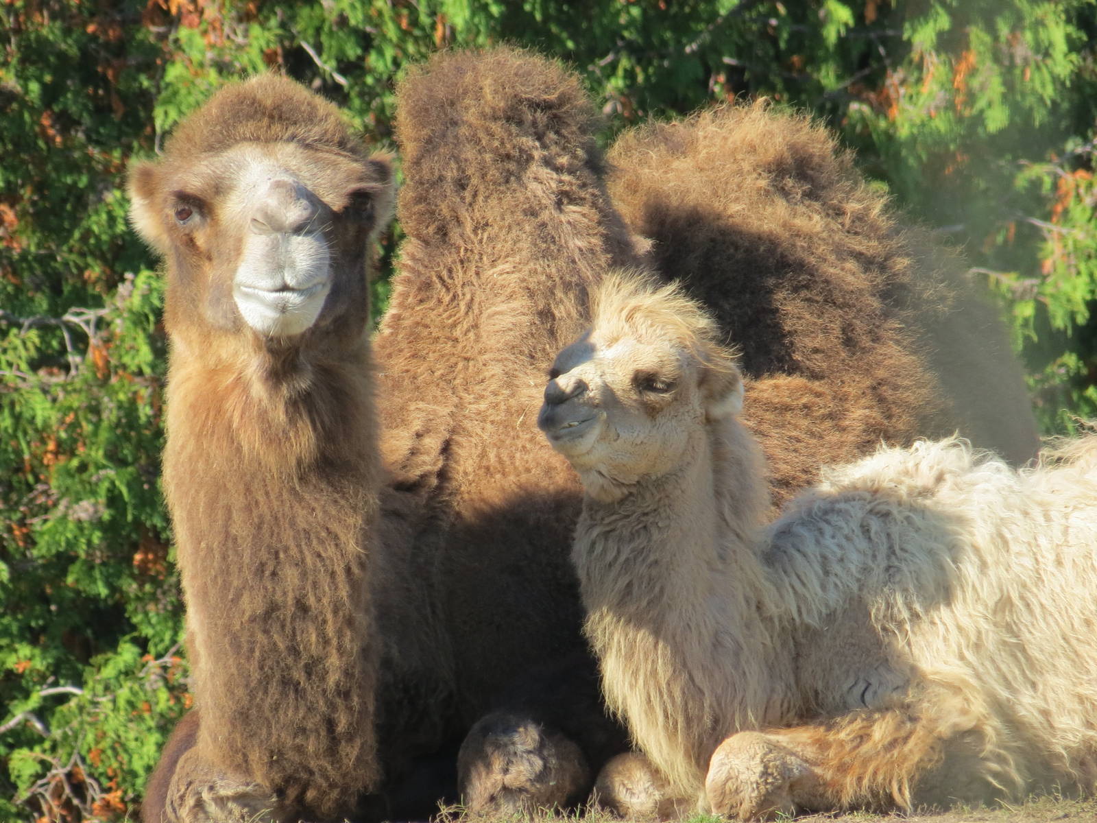 Bactrian Camel