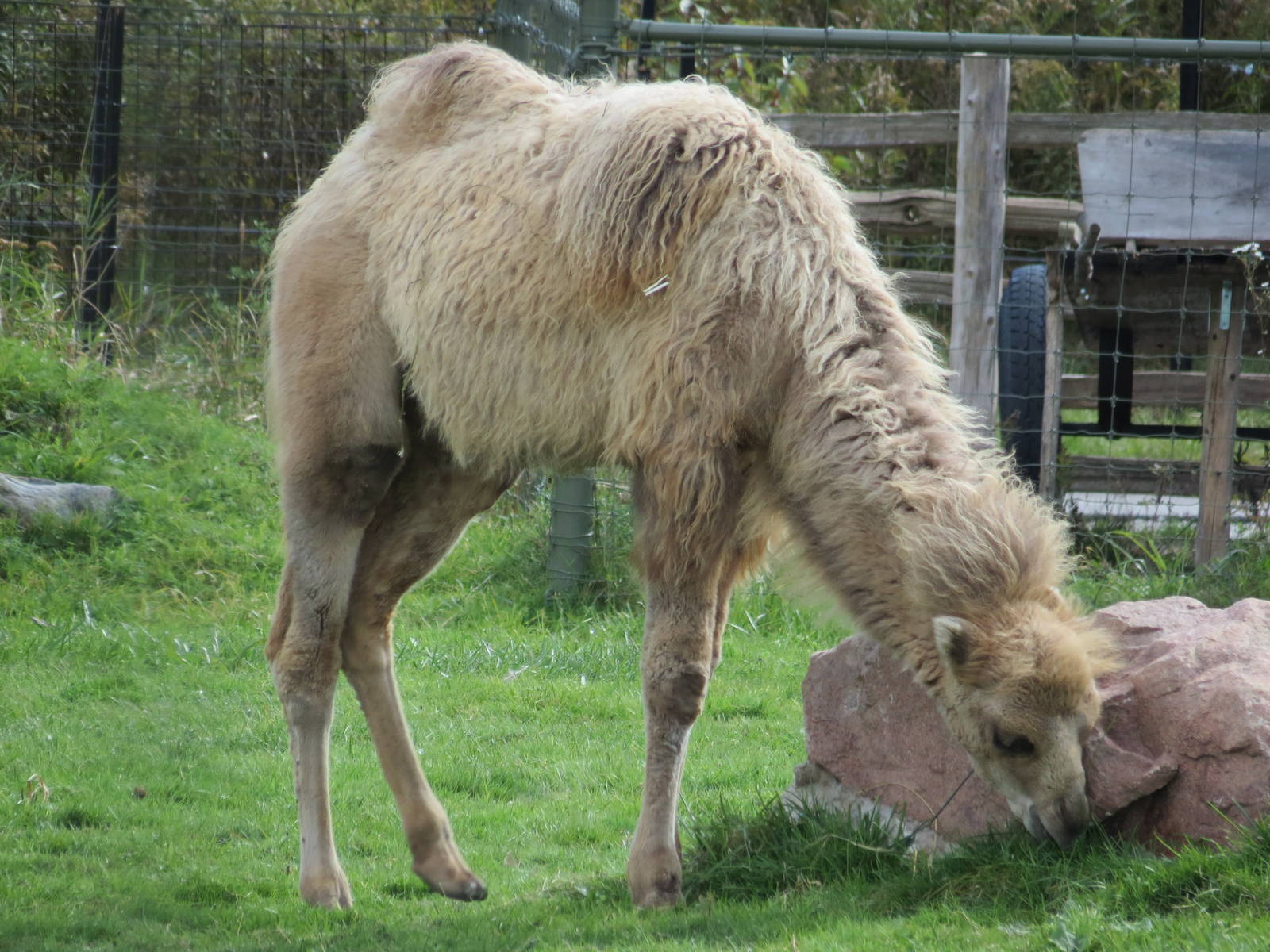 Bactrian Camel