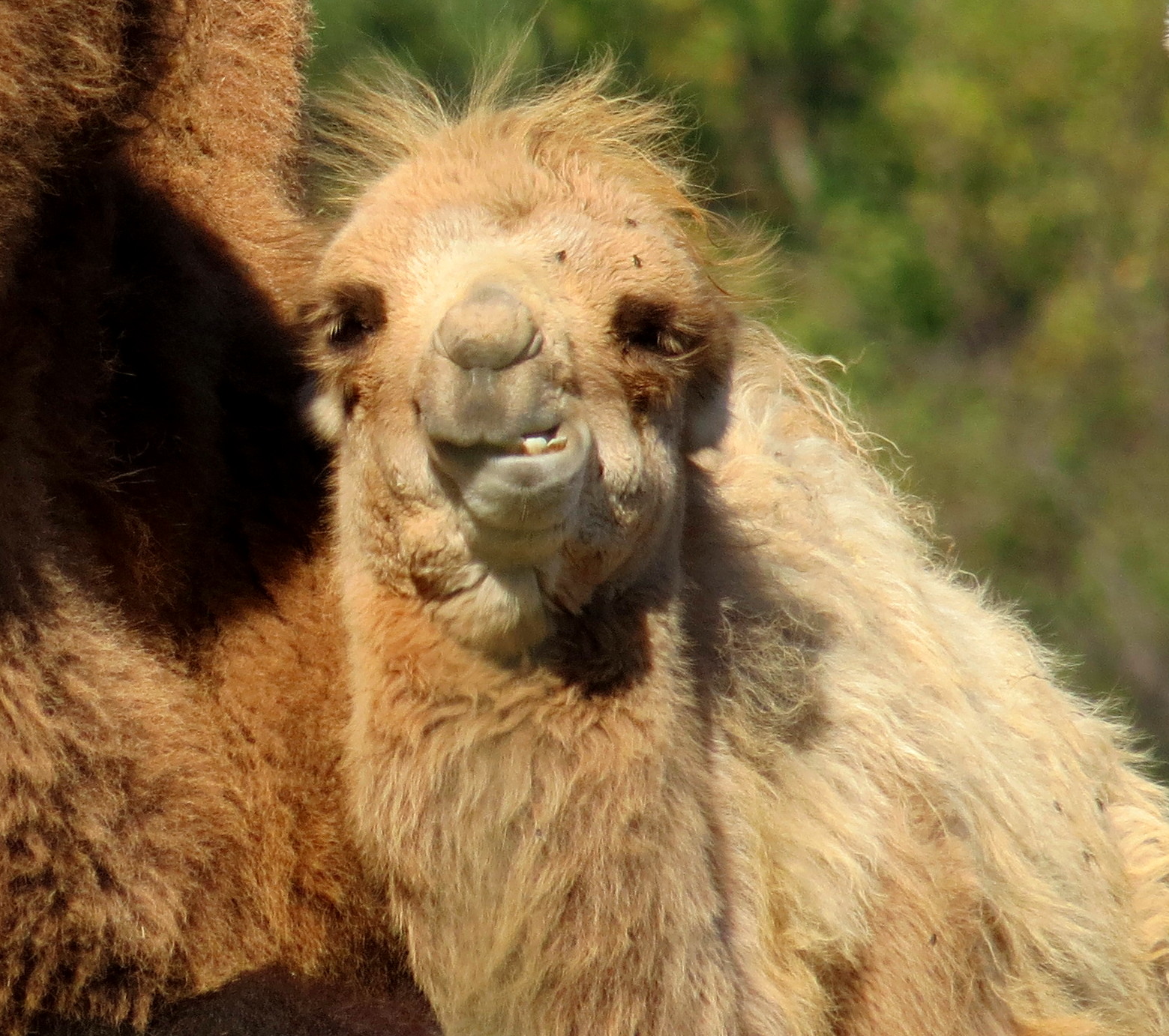 Bactrian Camel