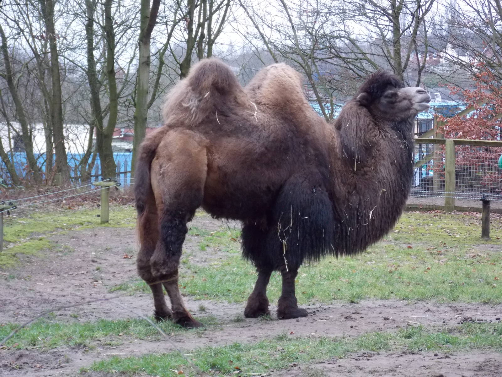Bactrian Camel