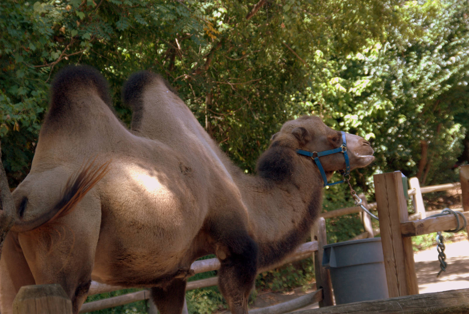 Bactrian Camel