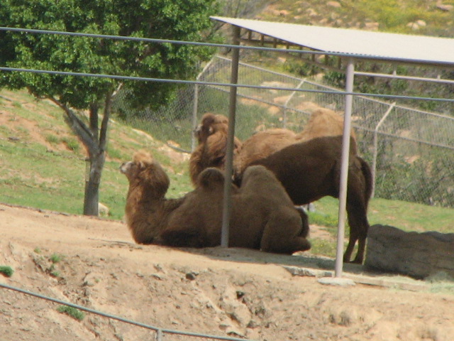 Bactrian camel