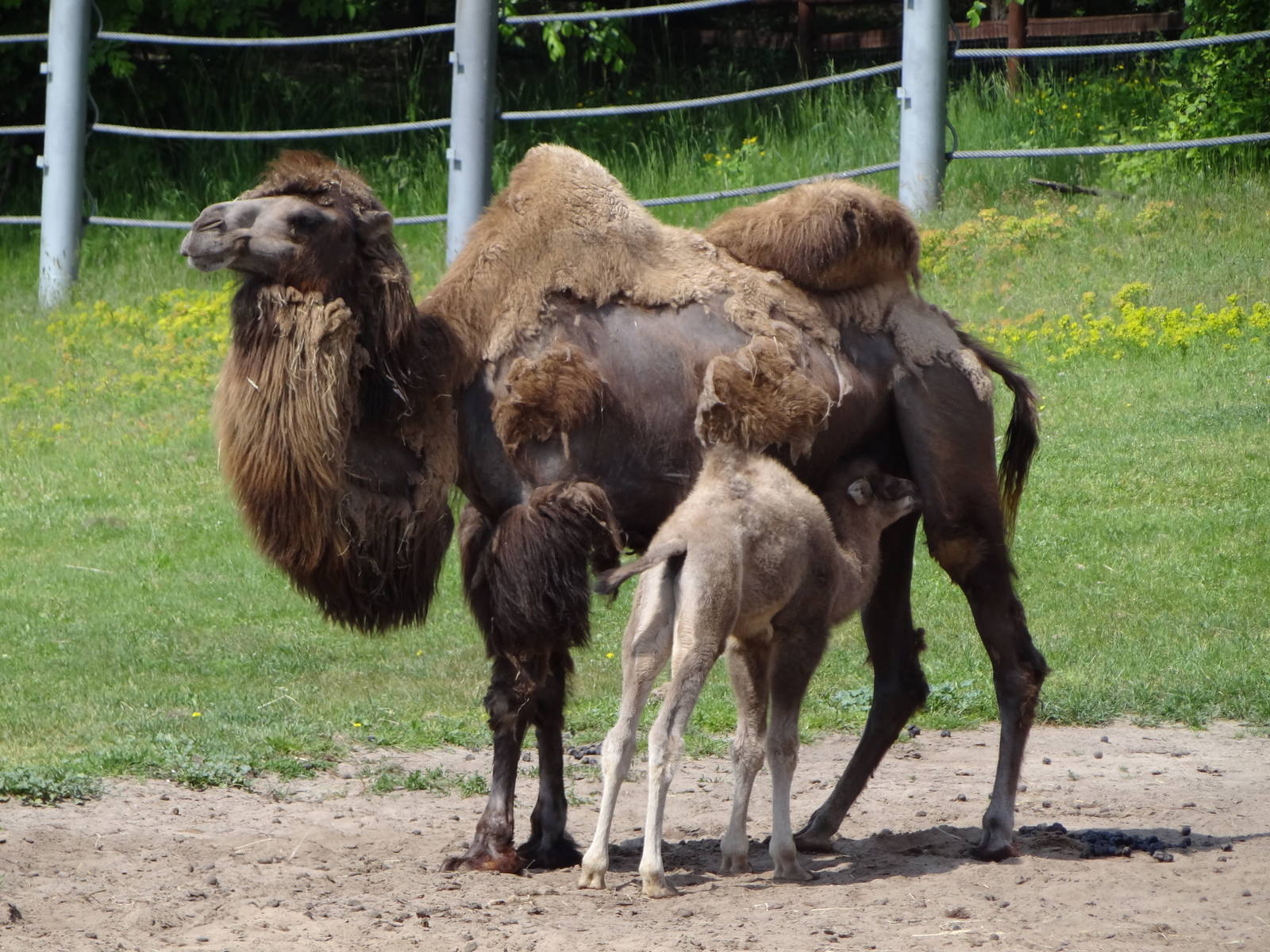 Bactrian Camel