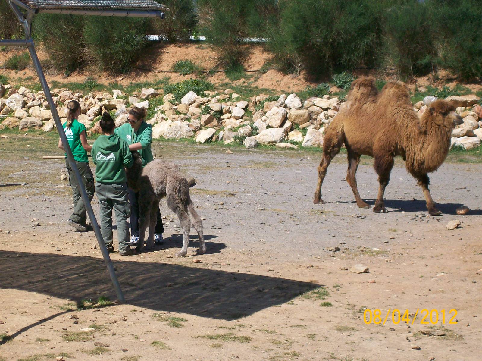 Bactrian camel