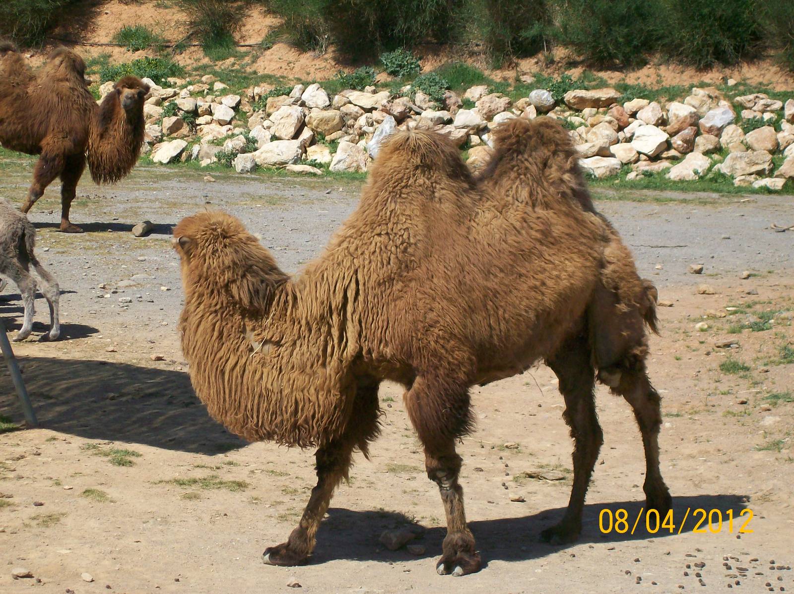 Bactrian camel