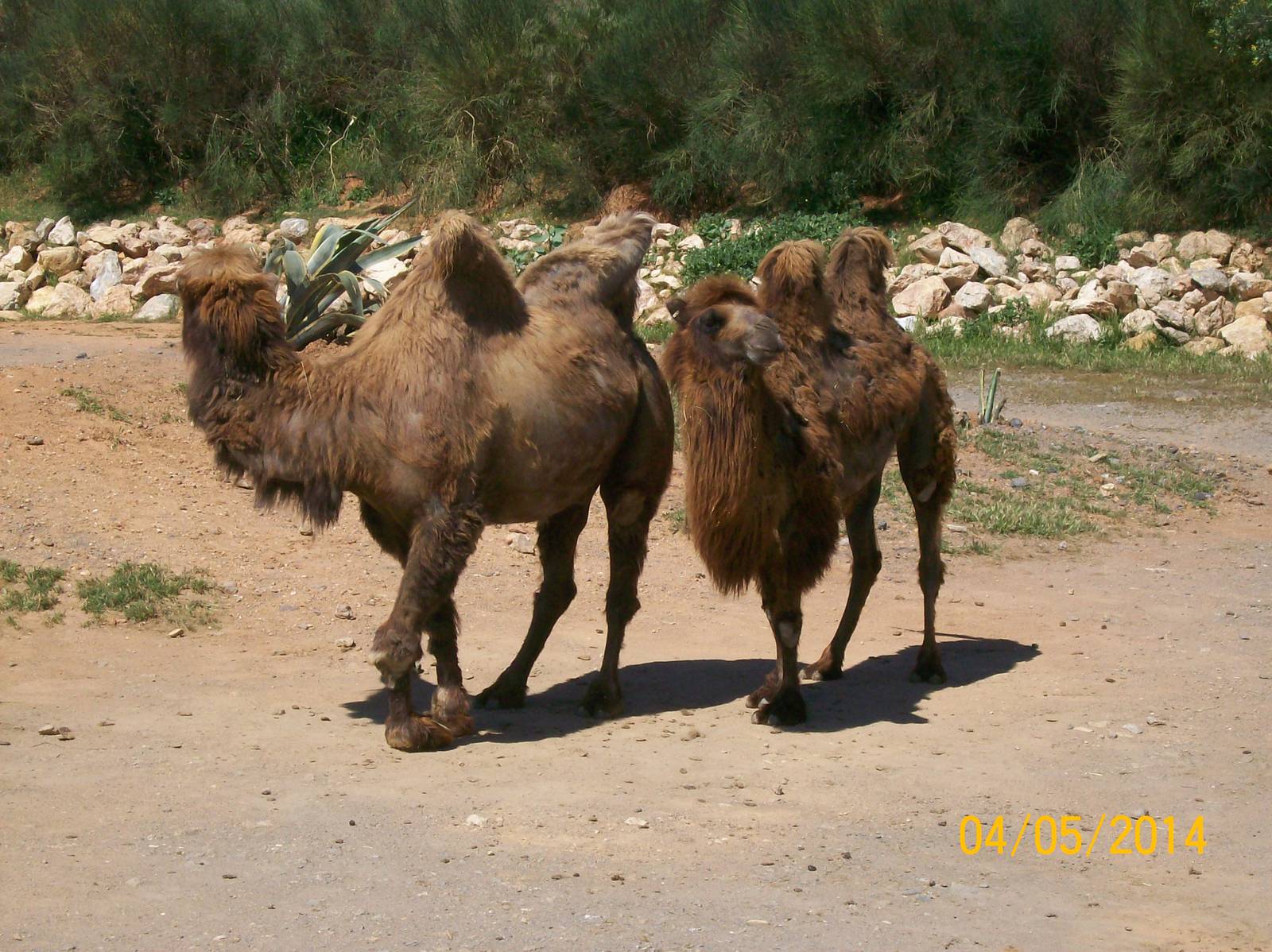 Bactrian camel