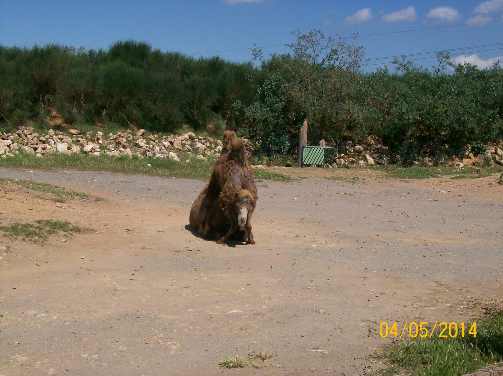 Bactrian camel