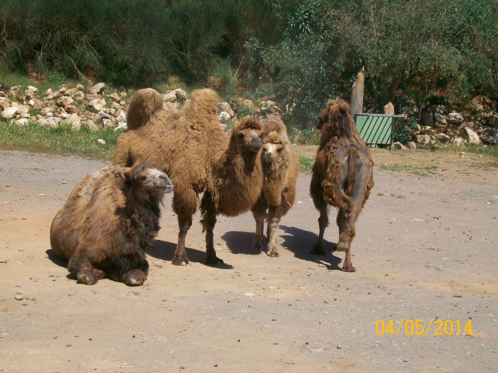 Bactrian camel