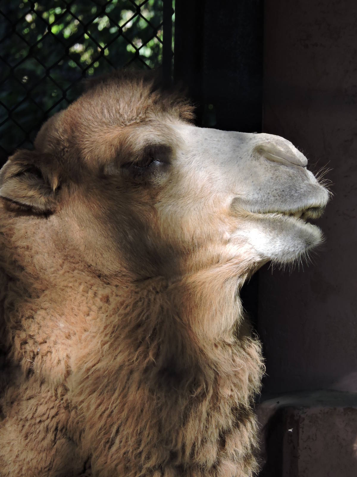Bactrian Camel